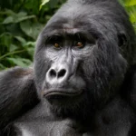 Uganda Gorilla Trekking Packages