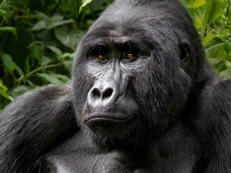 Uganda Gorilla Trekking Packages