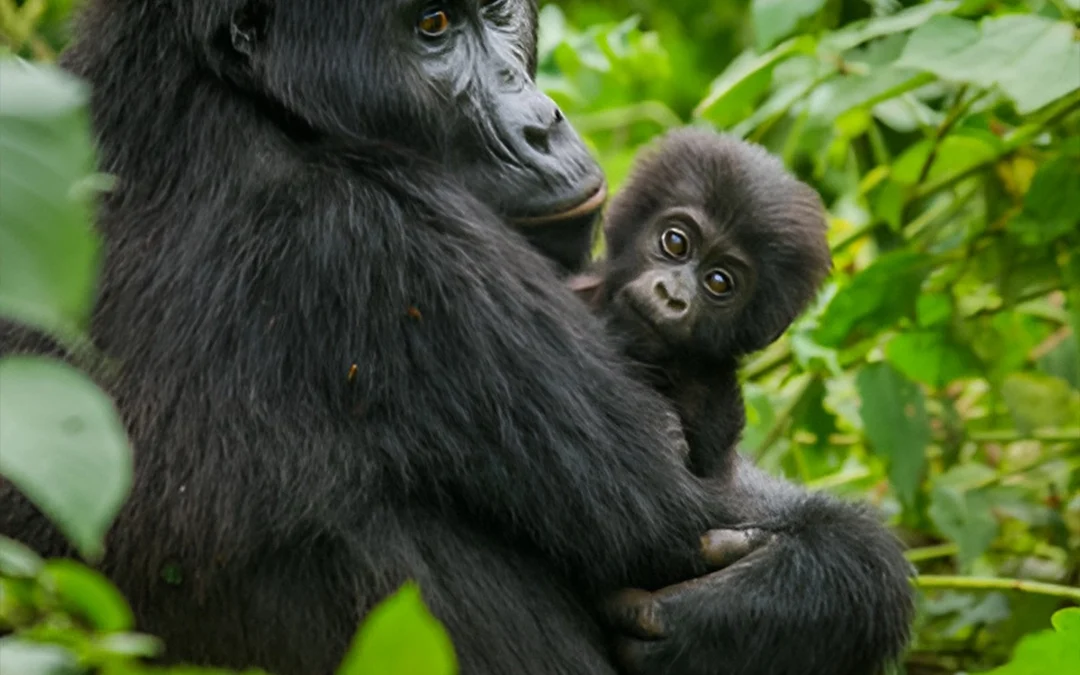 Gorilla Trekking