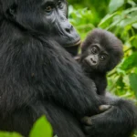 Gorilla Trekking