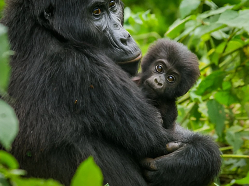 Gorilla Trekking
