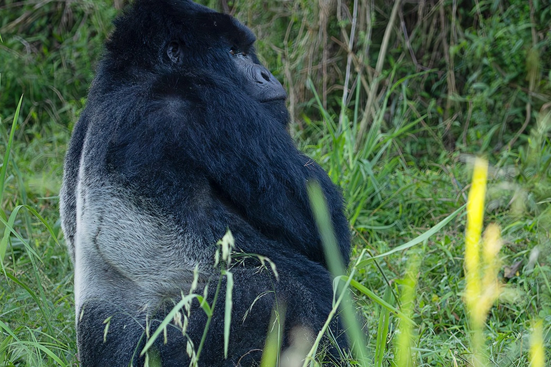 Gorilla Packages
