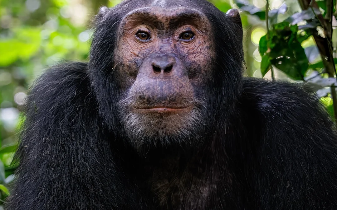 10 Days Gorilla Chimpanzee Safari