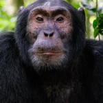 10 Days Gorilla Chimpanzee Safari