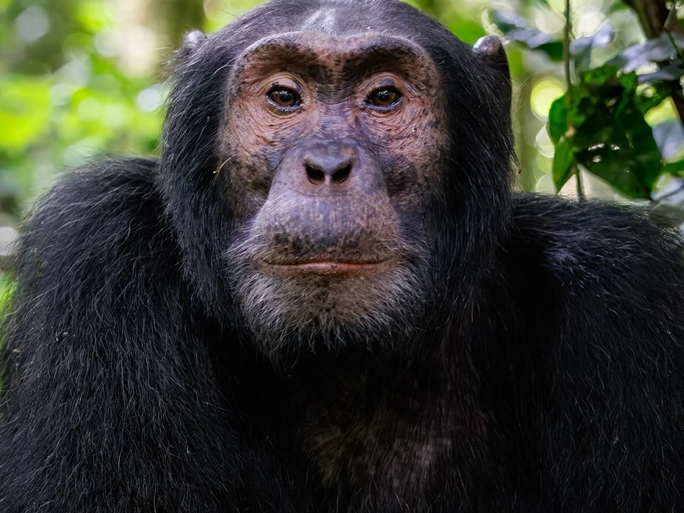10 Days Gorilla Chimpanzee Safari