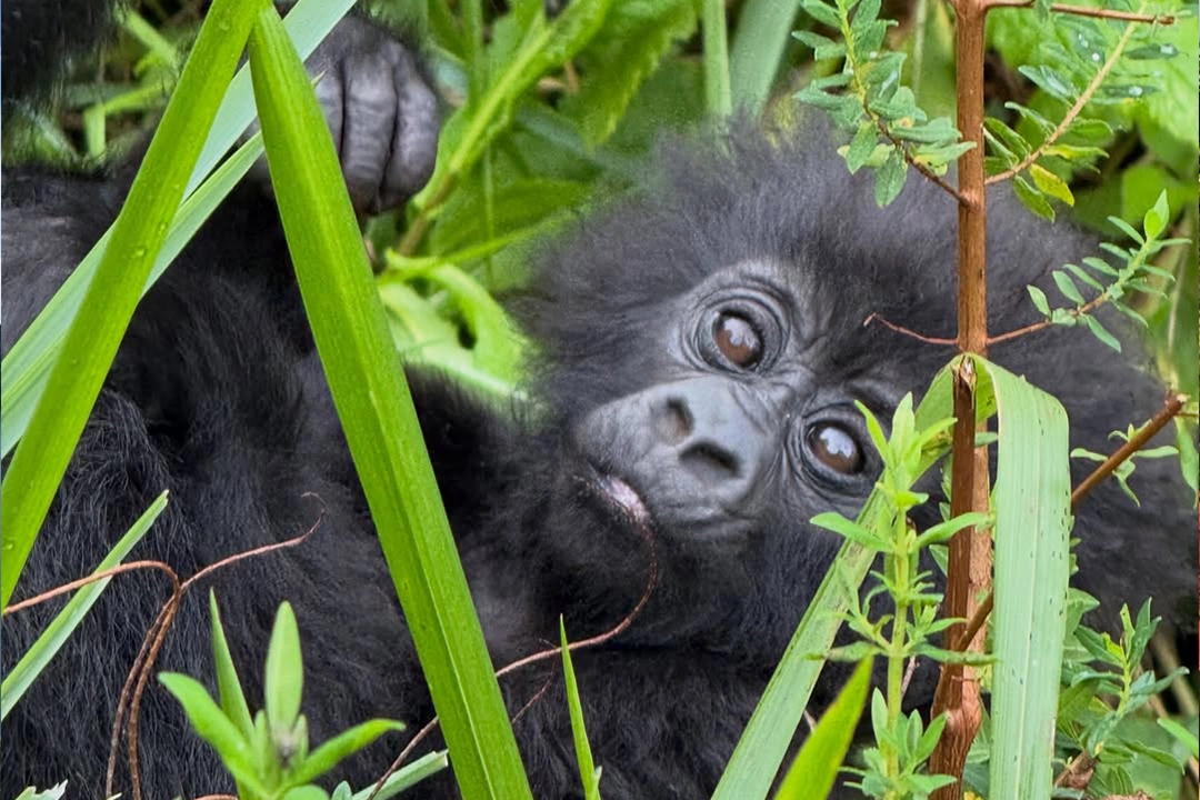 Is Uganda Safe for Tourists