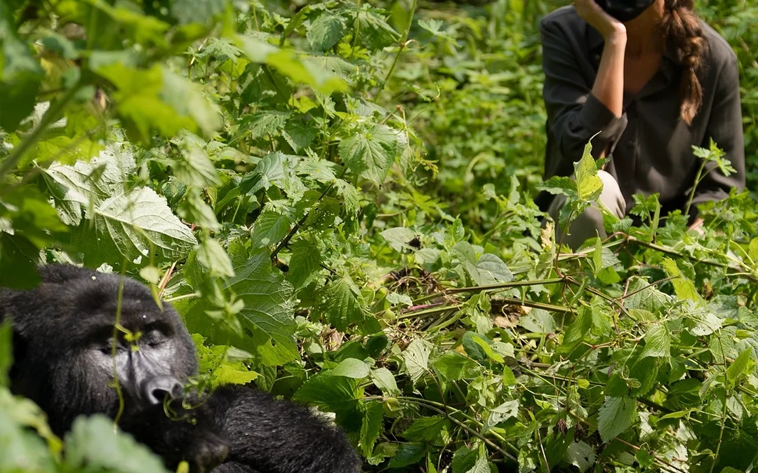 Can you see mountain gorillas in one day from Kigali?