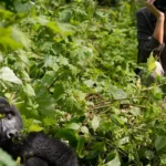 Can you see mountain gorillas in one day from Kigali?