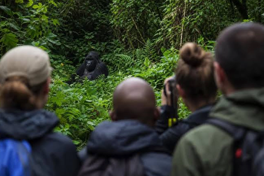 Uganda vs Rwanda Gorilla Trekking 2026