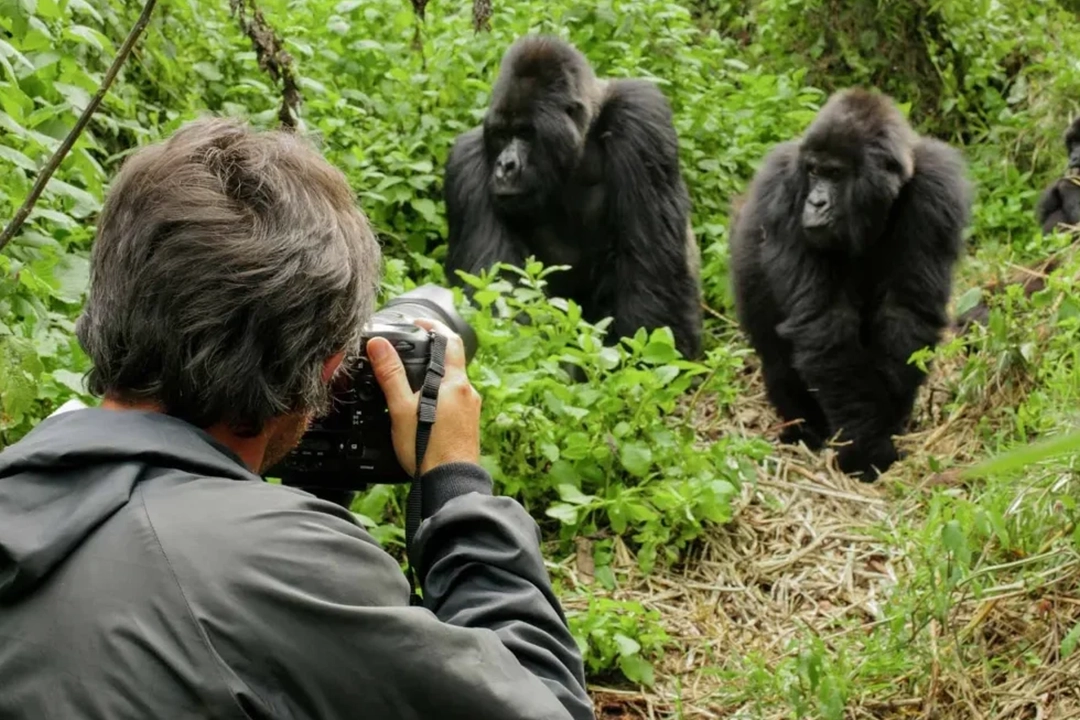 Rwanda Gorilla Trekking Guide 2026