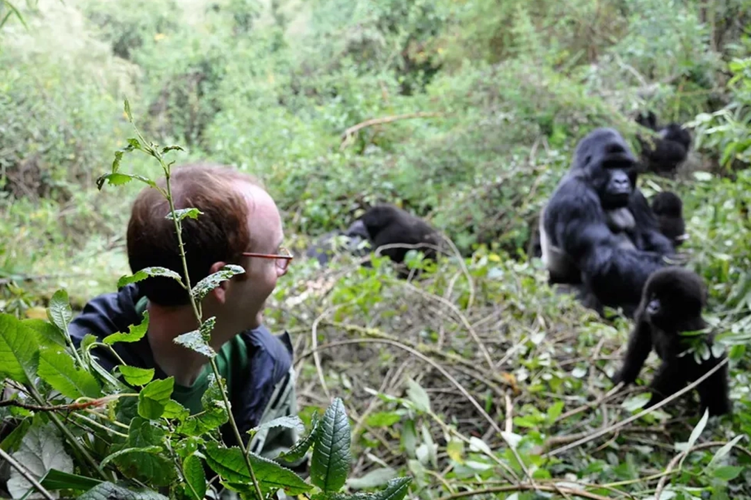 Uganda vs Rwanda Gorilla Trekking 2026