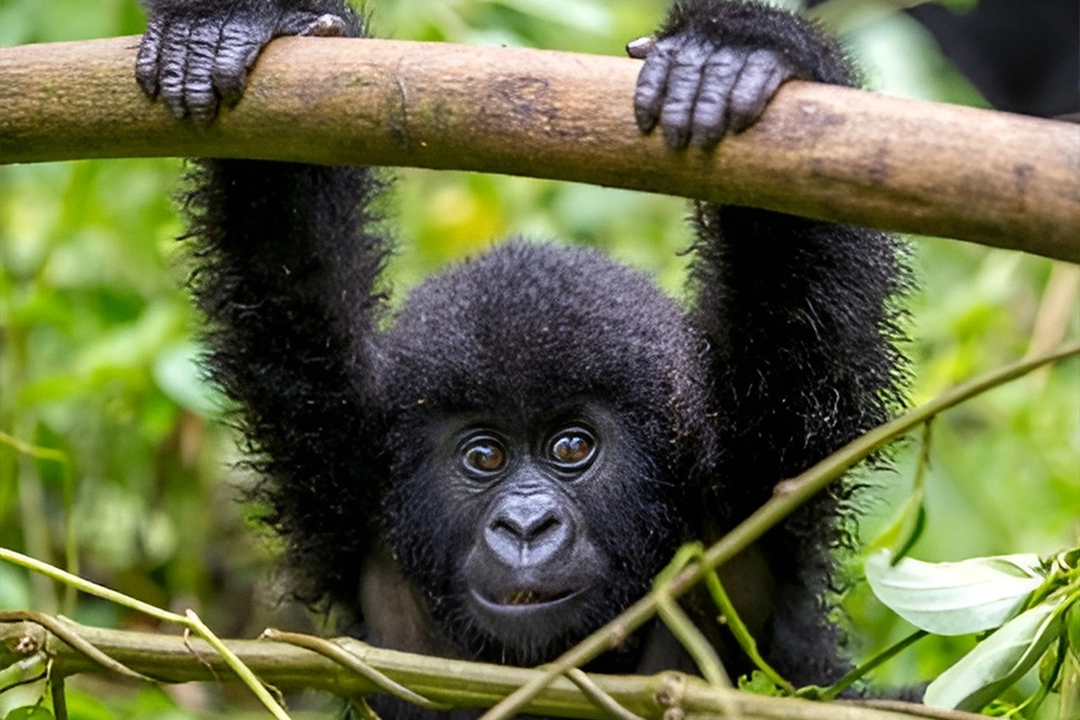 Can I See Gorillas in One Day from Kigali?